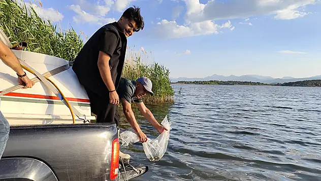 Beyşehir Gölü'ne salınan yavru sazan sayısı 2,5 milyona ulaştı
