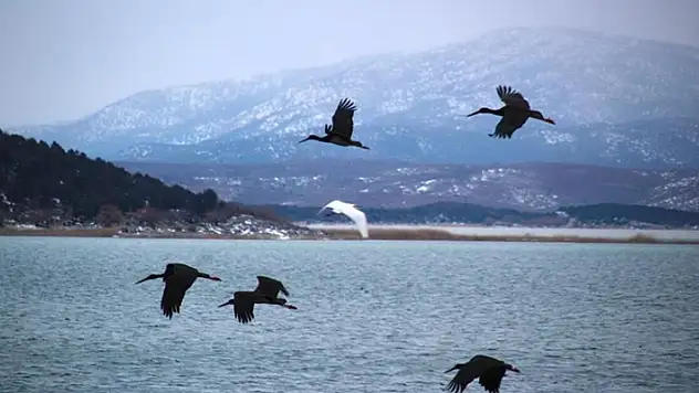 Beyşehir Gölü'ne kuş akını