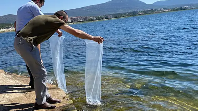 Beyşehir ve Hüyük'te göl ve göletlere 194 bin yavru sazan balığı bırakıldı