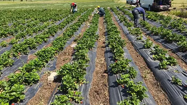 Beyşehir'de çilekte hasat öncesi pestisit denetimi