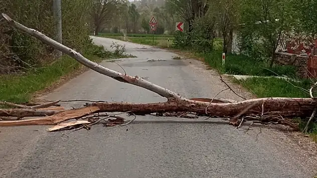 Beyşehir'de devrilen ağaç yolu kapattı
