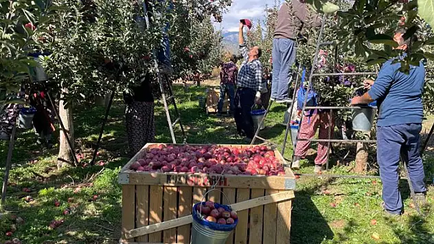 Beyşehir'de elma hasadı sürüyor
