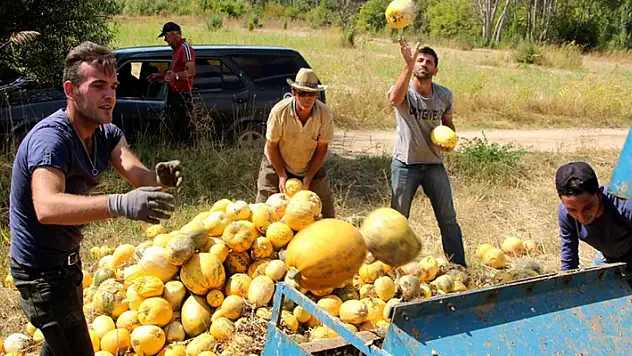 Beyşehir'de genç çiftçiler deneme amaçlı çekirdeklik kabak yetiştirdi
