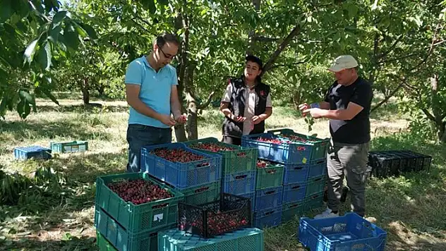 Beyşehir'de kiraz bahçelerinde hasat başladı
