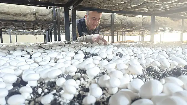 Beyşehir'de mantar üretimi denetlendi