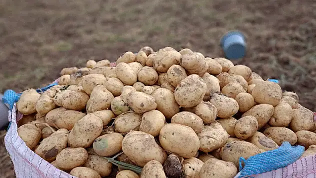 Beyşehir'de patates hasadı başladı