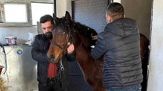 Beyşehir'de rahvan atlara sağlık taraması yapıldı
