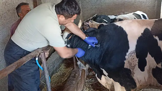 Beyşehir'de sonbahar şap aşısı kampanyası sürüyor