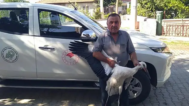 Beyşehir'de yaralı bulunan leylek koruma altına alındı
