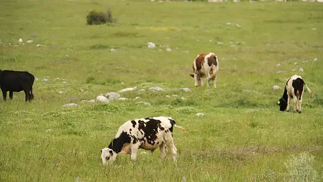 Beyşehir'deki şap karantinası sona erdi
