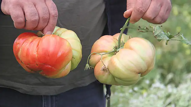 Beyşehirli çiftçi, hobi bahçesinde 1 kilograma ulaşan Osmanlı domatesi yetiştirdi