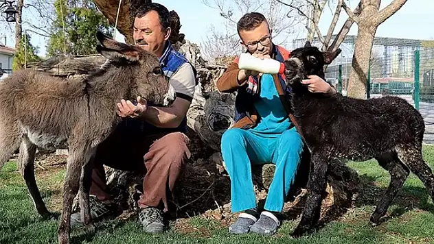 Biberonla beslenen sıpalar 'Keten' ile 'Kadife' hayvanat bahçesine neşe kattı
