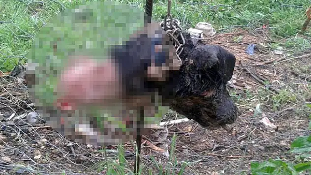 Bilecik'te dehşet! Bu yaratık sadece köpek yiyor!