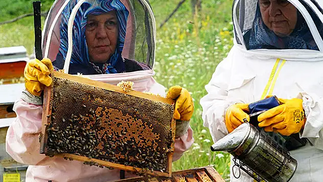 Bileziğini sattı, bir kovan arı aldı, şimdi paraya para demiyor