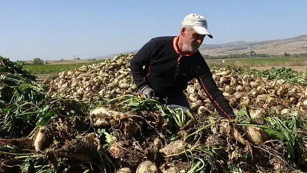 Bilinçsiz sulama yapan çiftçi pancarını eliyle toplamak zorunda kaldı! 