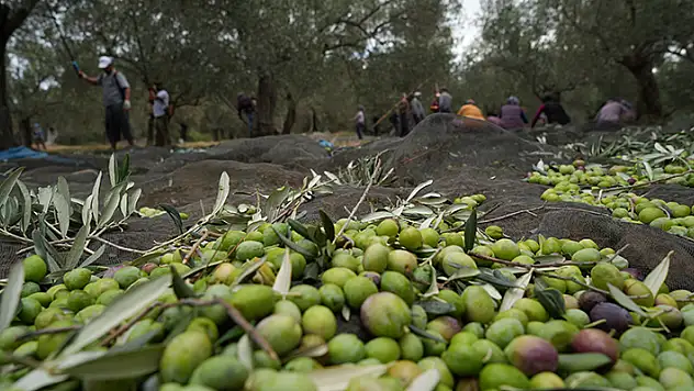 Bilinenin aksine siyah ve yeşil zeytin ağaçları ayrı değil
