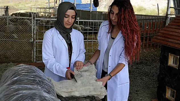 Bina Yalıtımlarında Alternatif Ürün: Koyun Yünü