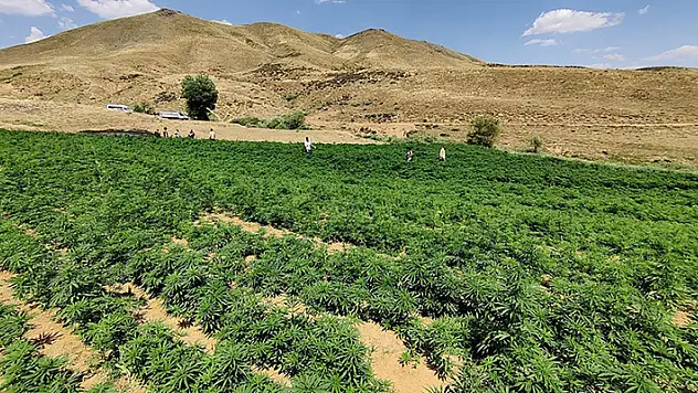 Bingöl'de Eren-4 Narkoterör Operasyonu'nda 15 milyon 217 bin kök kenevir ele geçirildi
