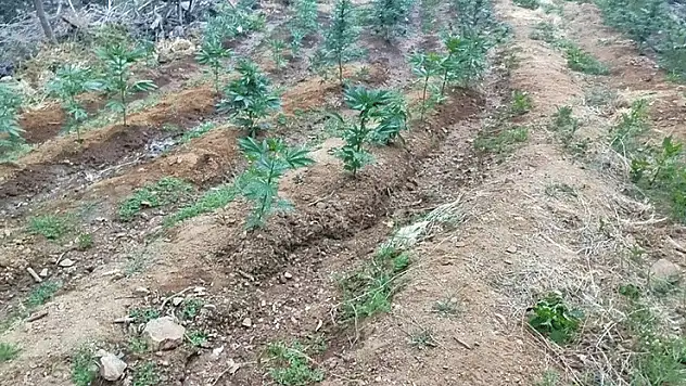 Bingöl'de uyuşturucu operasyonu