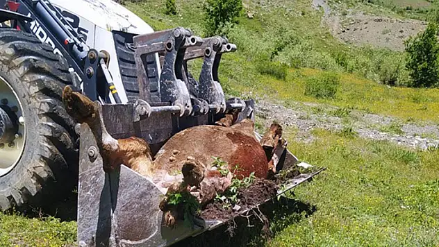 Bir annenin süt İneği için gözyaşları: 'Çocuklarımı nasıl okutacağım?'
