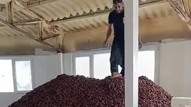 Bir gıda teröristi daha! Kayısıların üzerinde tepindi... 