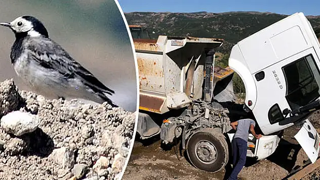 Bir kuş sürekli kamyonu takip ediyordu! Gerçek ortaya çıktı