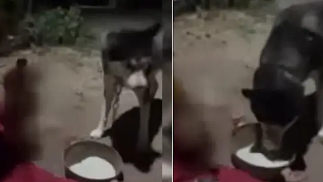 Bir şahıs köpeğine alkol içirdi! O anlar kamerada