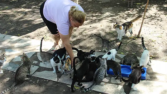 Bir sesine onlarca kedi koşuyor
