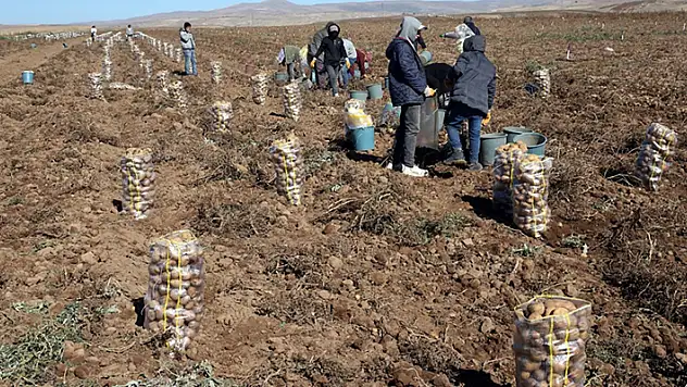 Bitlis'te 50 bin dekar alana ekilen patateste bu yıl verim yüksek