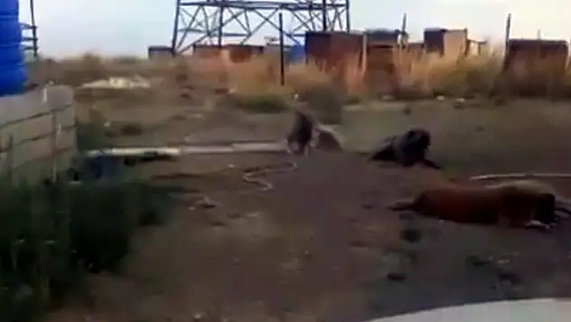 Bitlis Valiliği, '150 köpeğin zehiplenip öldürüldüğü' paylaşımlarını yalanladı
