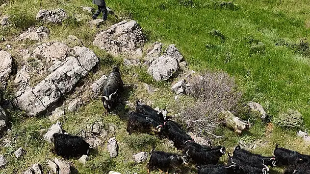 Bitlis'te kaçan 26 kurbanlık keçi dronla bulundu