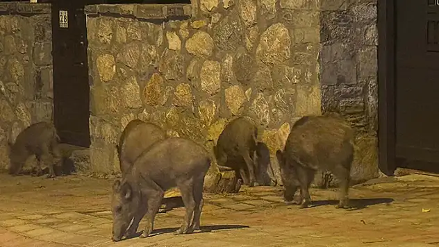 Bodrum'da aç kalan domuzlar ilçe merkezine indi
