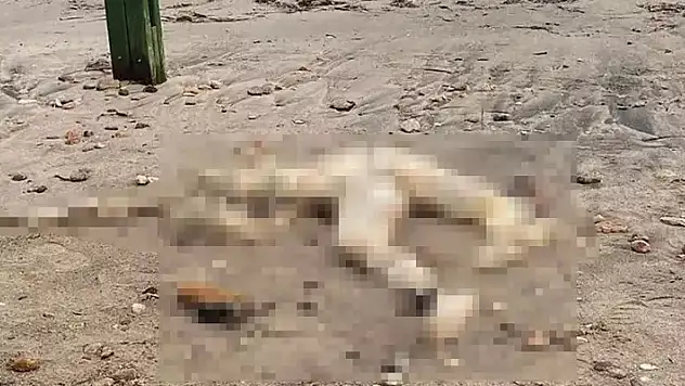 Bodrum sahilinde başı olmayan erkek cesedi bulundu

