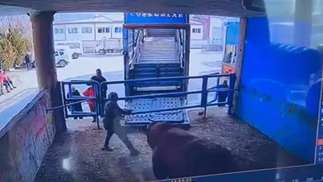Boğanın saldırdığı mezbaha çalışanı yaşamını yitirdi, o anlar kamerada

