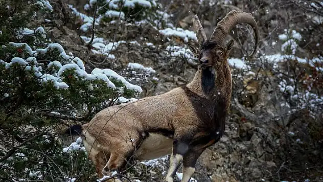 Bölge İdare Mahkemesi kararını açıkladı! Konya ve Karaman'daki  yaban koyunu ve yaban keçileri kurtuldu
