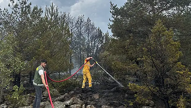 Bolu'da orman yangını 3 saatte kontrol altına alındı
