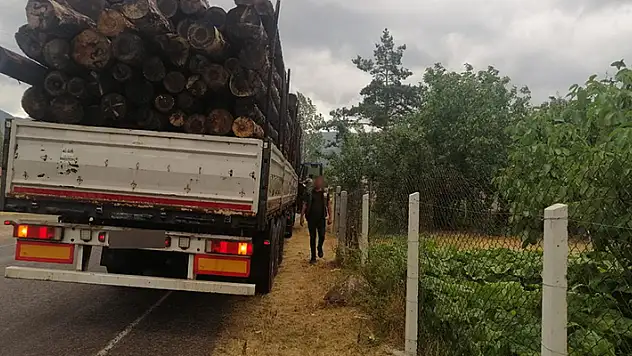 Bolu'da ormanda 1000 ağacın kaçak kesildiği iddiasıyla soruşturma başlatıldı
