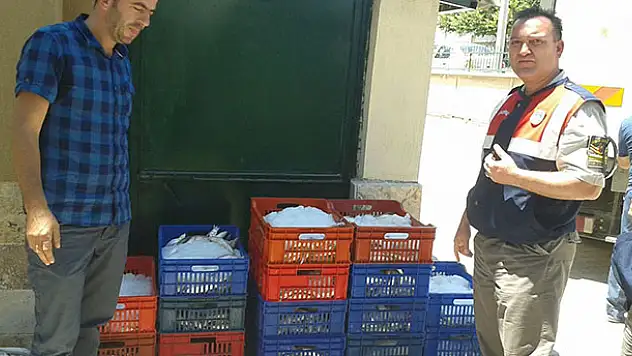 Boy limiti altında avlanan balıklar ele geçirildi