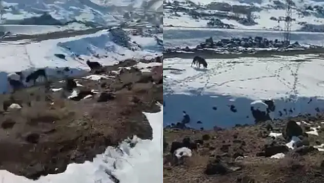 Böyle vicdansızlık görülmedi! Barınağa bırakılması gereken köpekleri dağ başına bıraktılar...Onlarca köpeği kurtlar parçaladı
