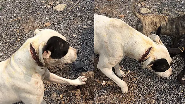 Boynu kesilmiş halde bulunan köpeğe vatandaşlar sahip çıktı