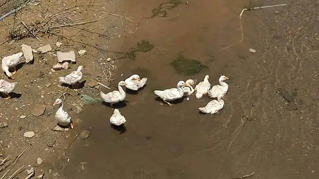 Bozkır Çarşamba Çayına 15 kaz bırakıldı