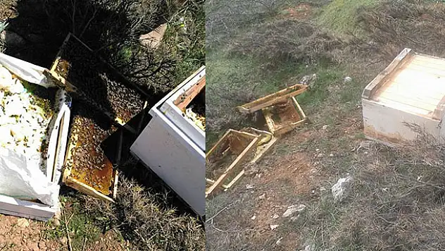 Bozkır'da arı kovanlarına ayı saldırısı