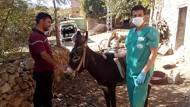 Bozkır'da at, eşek ve katırlara mikroçip uygulaması yapıldı