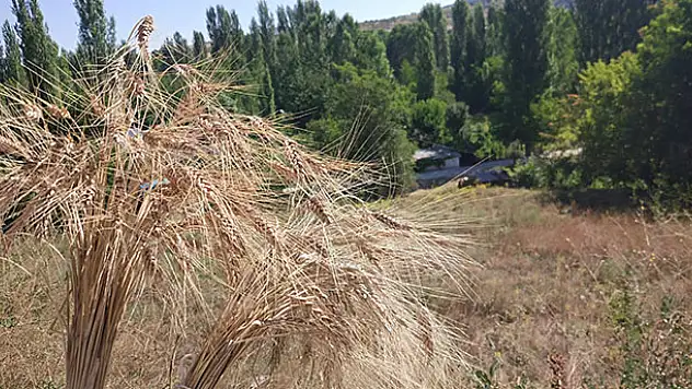 Bozkır'da örnek yerel buğday türlerin hasadı yapıldı