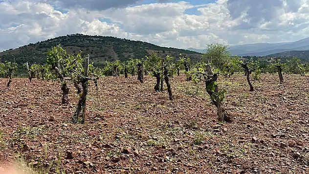 Bozkır'ın kırsal mahallelerindeki tarım arazilerinde dolu zararı oluştu

