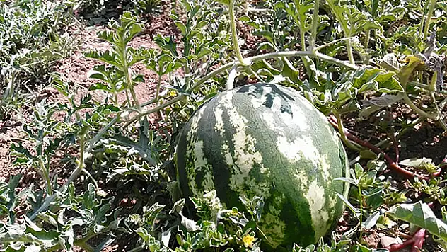 Bozkır karpuzu satışa sunuldu