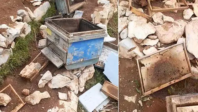 Bozkır'da ayılar arı kovanlarına zarar verdi