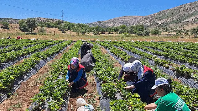 Bozkır'da kadın çiftçilere yönelik eğitim ve destek ziyaretleri