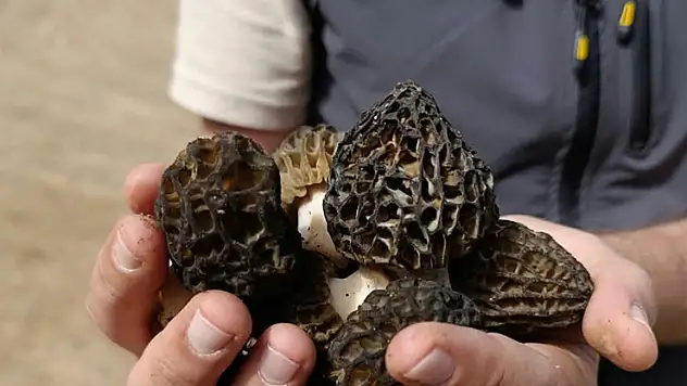 Bozkır'da sahada kuzu göbeği incelemesi