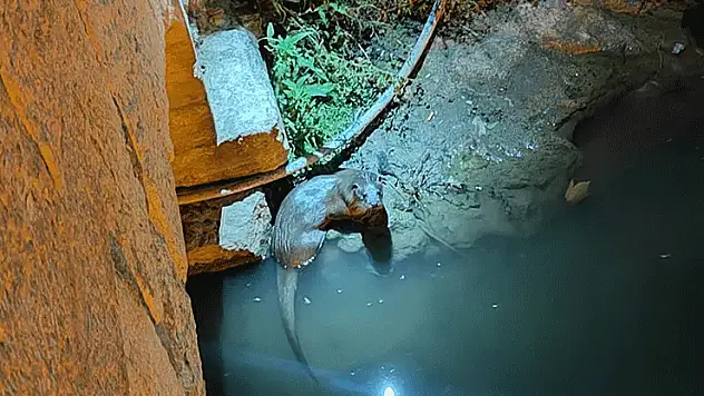 Bozkır'da su samurları yeniden görüldü
